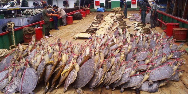Seizure of hundreds of turtles that were going to be used as decoration (© Turtle Foundation)